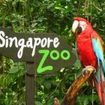 Singapore Zoo