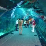 Dubai Aquarium & Underwater Zoo